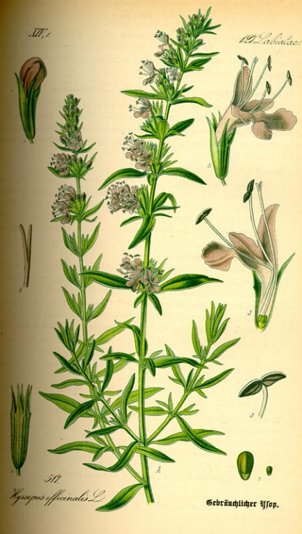 % Ysop Kraut bio * Demeter